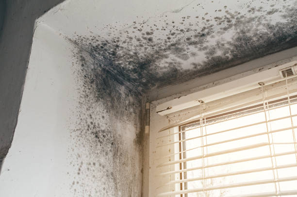 Affordable Mold Inspection And Testing solutions in Norwood, NJ